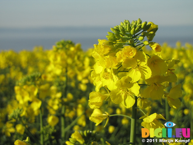 SX18009 Field of yellow Rape (Brassica napus)